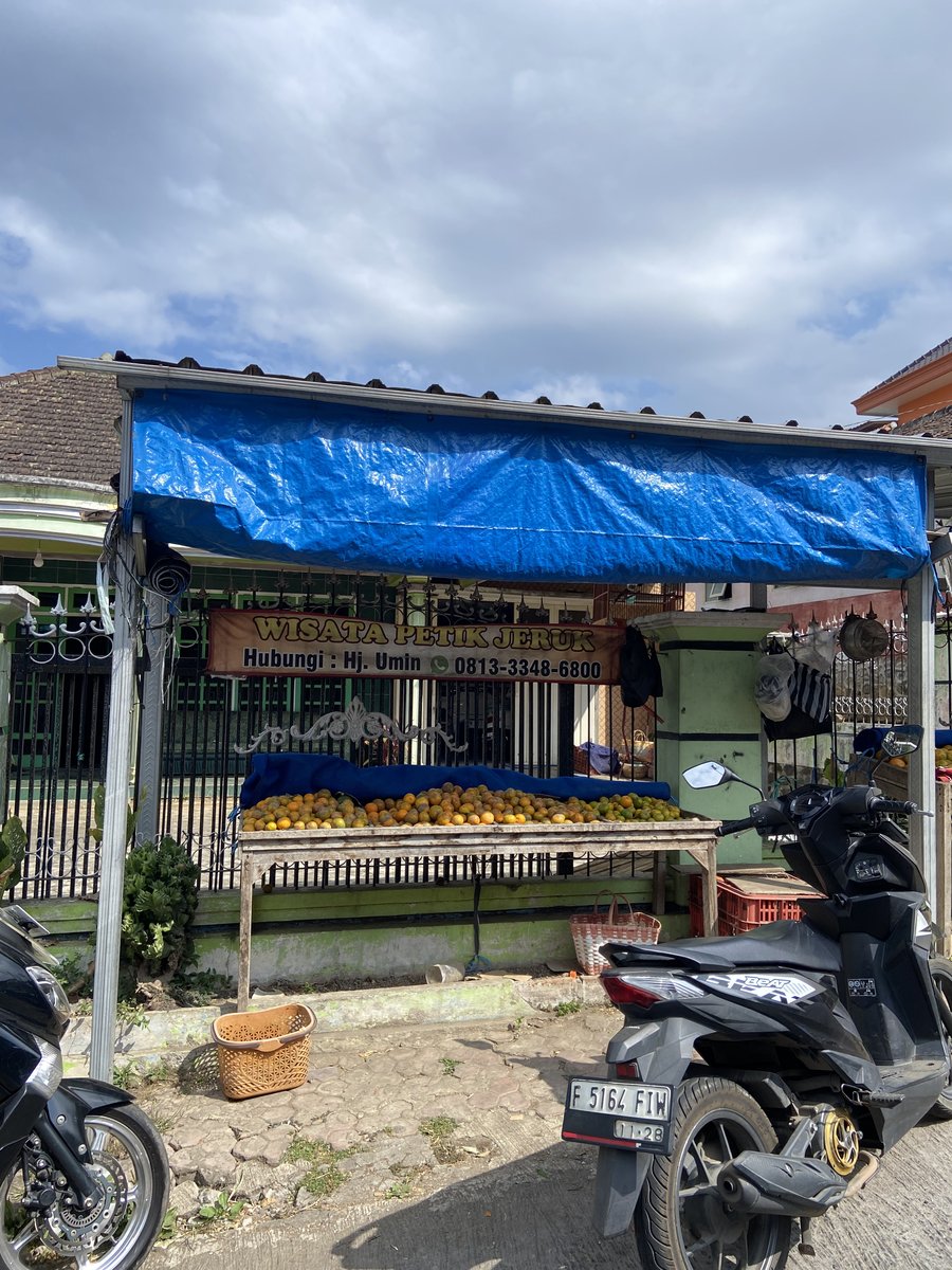 Wisata Petik Jeruk Haji Umin