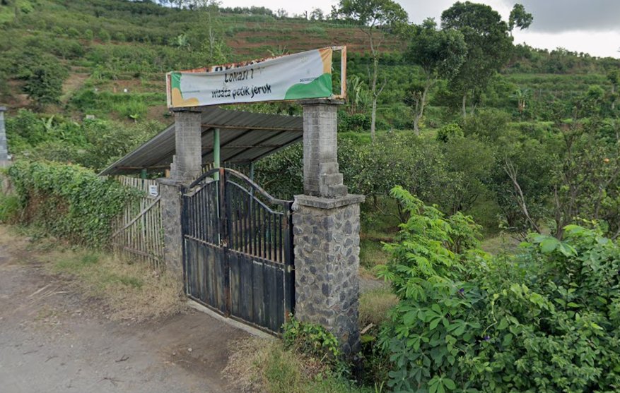 Wisata Petik Jeruk Pak Suwaji